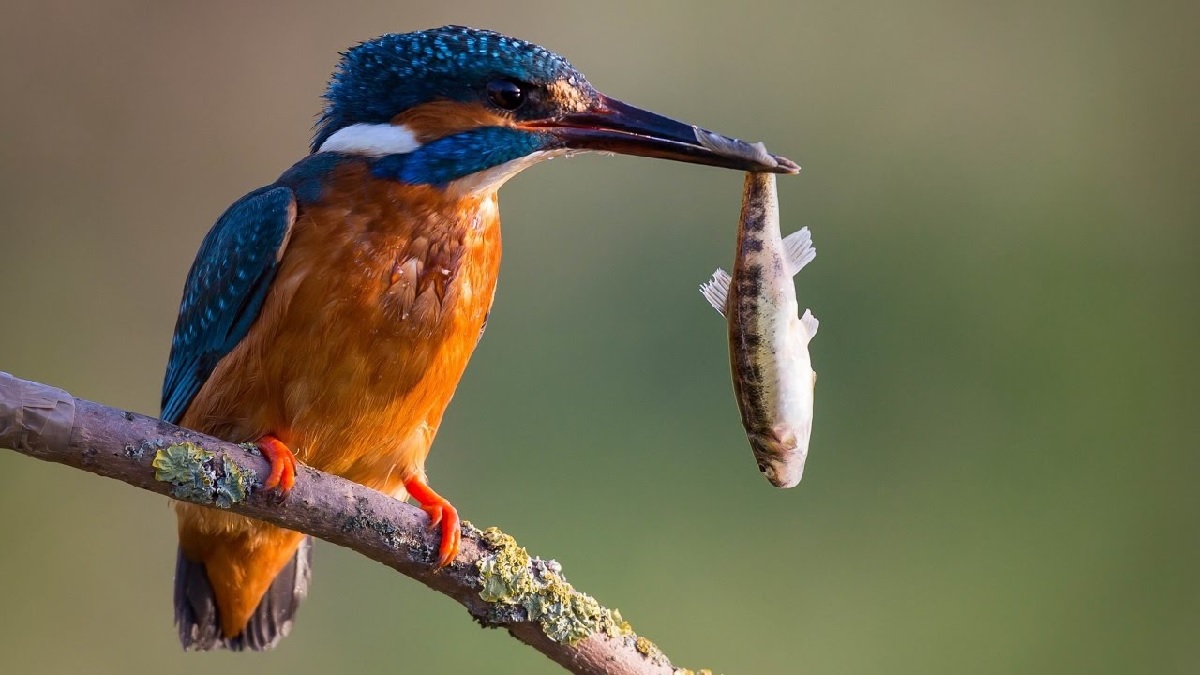 kingfisher bird eating